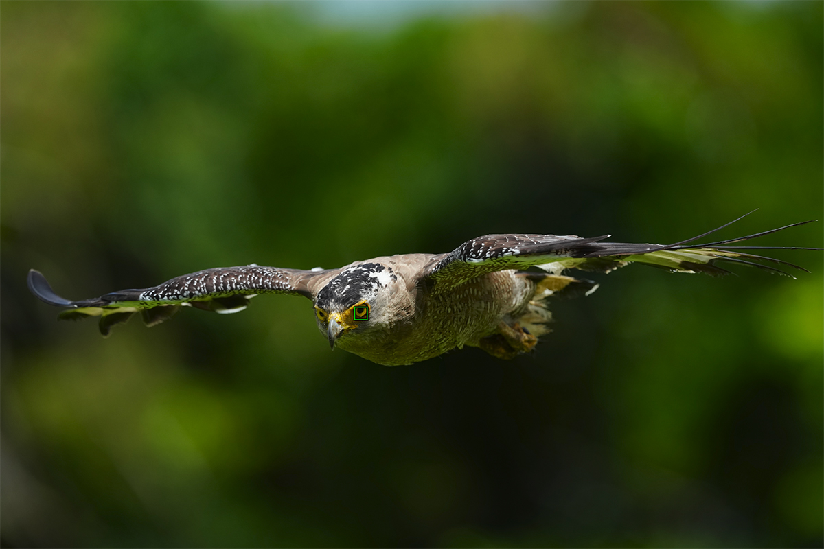 FE 600mm F4 GM OSS�@600mm�@1/4000�b�@F5.6�@ISO800