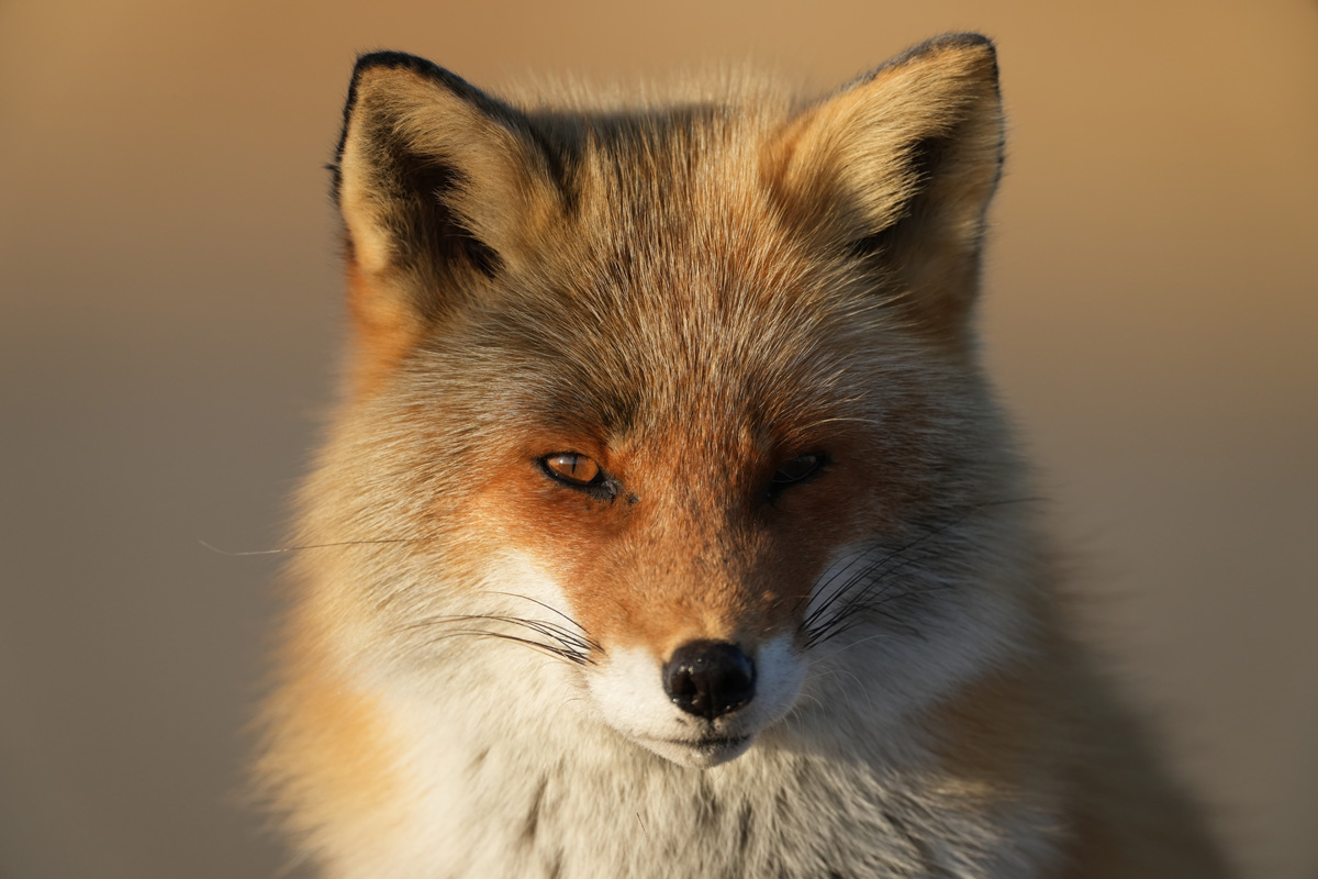 FE 600mm F4 GM OSS + 1.4x Teleconverter�@1/1250�b�@F5.6�@ISO500