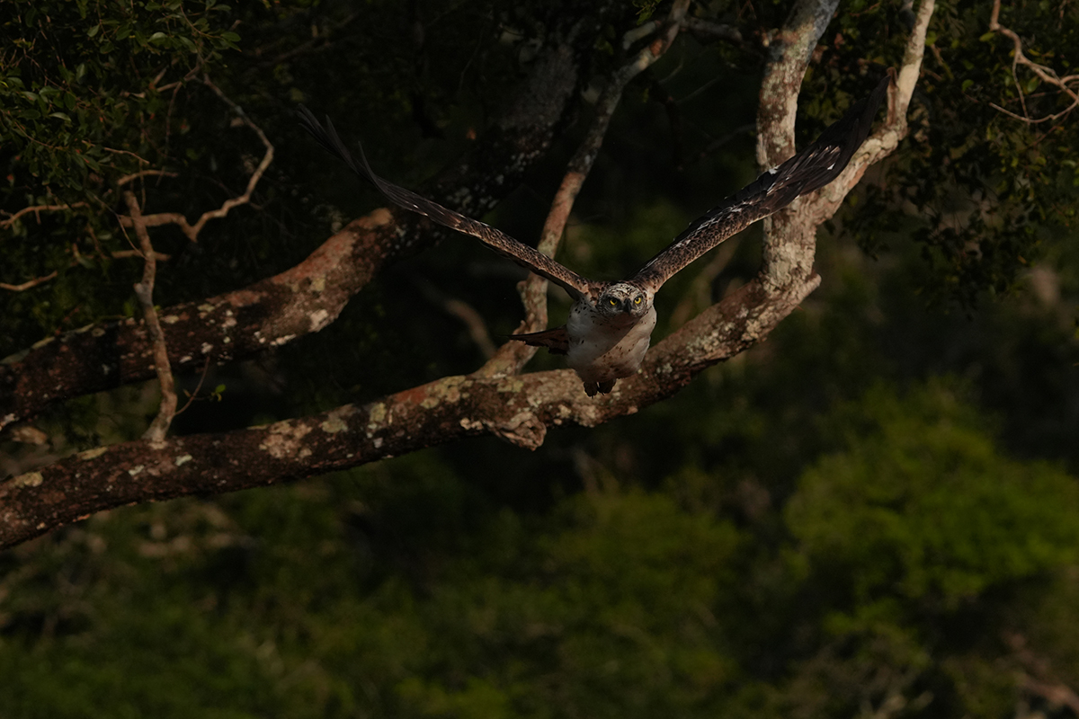 FE 200-600mm F5.6-6.3 G OSS�@1/4000�b�@F9.0�@ISO1250