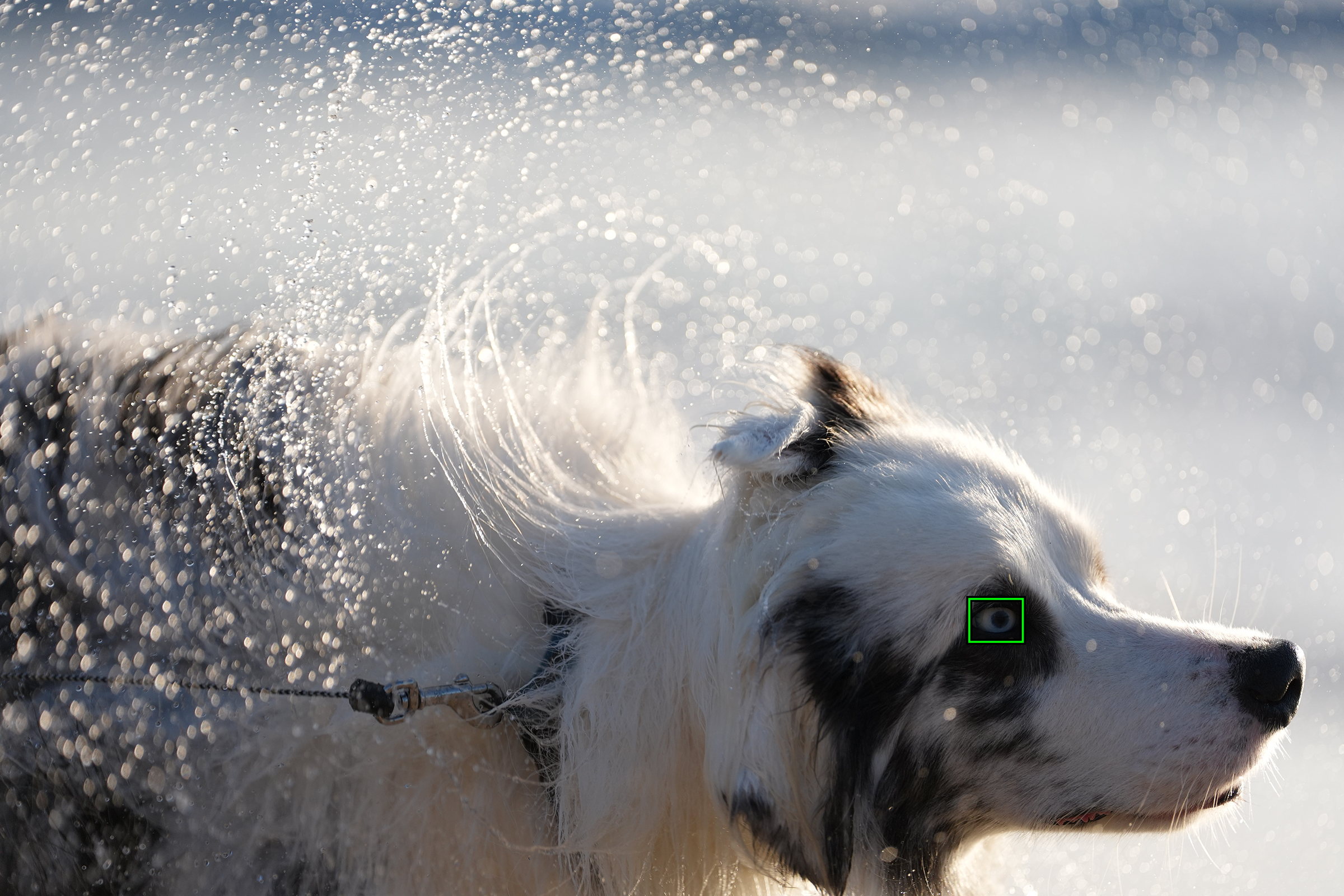FE 70-200mm F2.8 GM OSS II�@200mm�@1/6400�b�@F2.8�@ISO400
