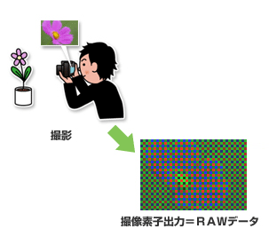 撮影・撮像素子出力