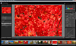 Adobe Photoshop Lightroom 3
