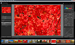 「Adobe Photoshop Lightroom 3」 画面写真